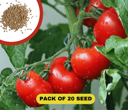 Waterfall Tomato Seeds (300 gms Seeds)